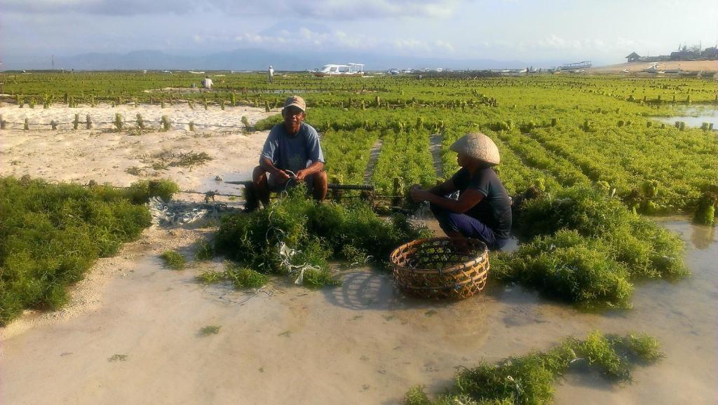 गेस्ट हाउस Lembongan Made Nusa Lembongan (Bali)